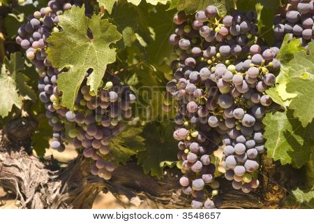 Grapevine en Napa Valley, California