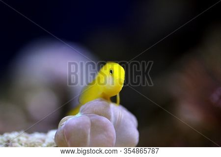Yellow Clown Coral Goby Isolated In Aquarium