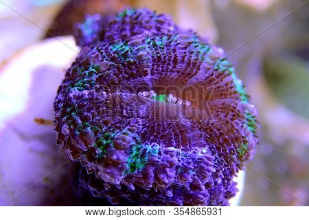 Acanthastrea Lordhowensis Coral, Double Color - (micromussa Lordhowensis)