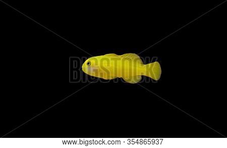 Yellow Clown Coral Goby Isolated In Aquarium