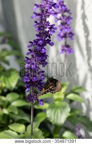 Palamedes Swallowtail Butterfly, Papilio Palamedes