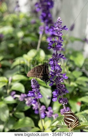 Palamedes Swallowtail Butterfly, Papilio Palamedes