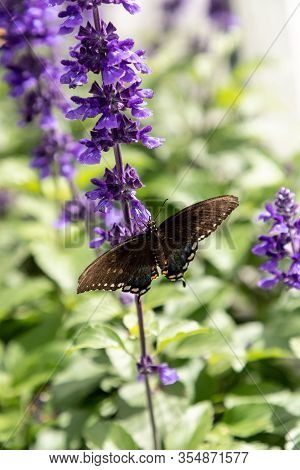 Palamedes Swallowtail Butterfly, Papilio Palamedes