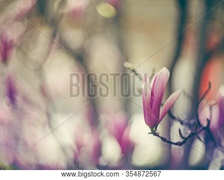 Magnolia flowers on the tree. Spring is in full force.
