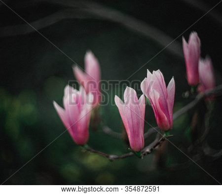 Magnolia Flowers On The Tree. Spring Is In Full Force.