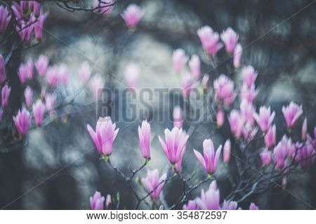 Magnolia Flowers On The Tree. Spring Is In Full Force.