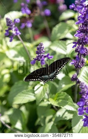 Spicebush Swallowtail Papillio Troilus Butterfly