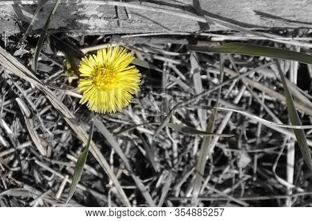 Bright, Yellow Flower On A Background Of Dry Grass. Wild Flower In Nature In Spring. A Small Yellow 