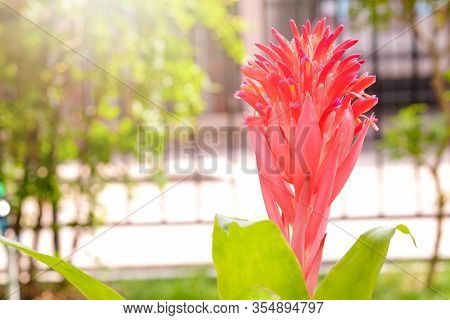 Aechmea Fasciata, Urn Plant, Bromeliaceae, Guzmania. Bromeliad Or Vriesea Flower In Garden. Close Up