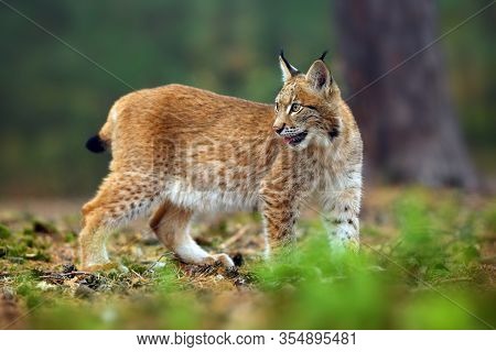 The Eurasian Lynx (lynx Lynx), Also Known As The European Lynx Or Siberian Lynx In Autumn Colors In 