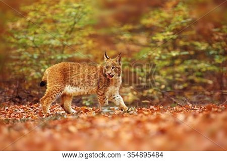 The Eurasian Lynx (lynx Lynx), Also Known As The European Lynx Or Siberian Lynx In Autumn Colors.