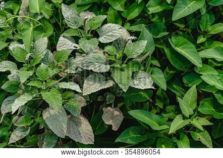 Powdery Mildew, A Garden Fungus Disease, On Green Leaves.