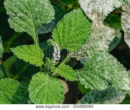 Powdery Mildew, A Garden Fungus Disease, On Green Leaves.