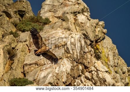 Griffon Vulture, Gyps Fulvus Flying Around Salto Del Gitano In Monfrague National Park. Caceres, Ext