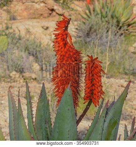 Aloe Brunnthaleri, Juttae, Microstigma Is A Floriferous Aloe With Cheerful Flowers Blooming At Boyce