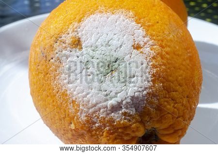Rotten Citrus. Penicillium Mold On An Orange Fruit. Microscopic Fungi Producing Penicillin Antibioti