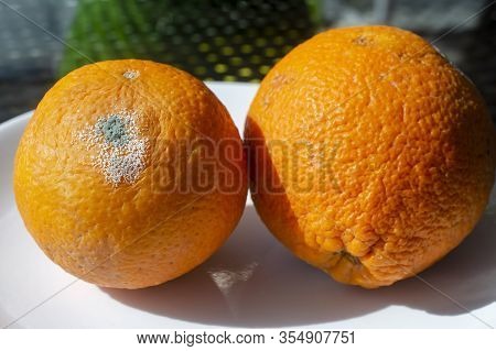 Rotten Citrus. Penicillium Mold On An Orange Fruit. Microscopic Fungi Producing Penicillin Antibioti