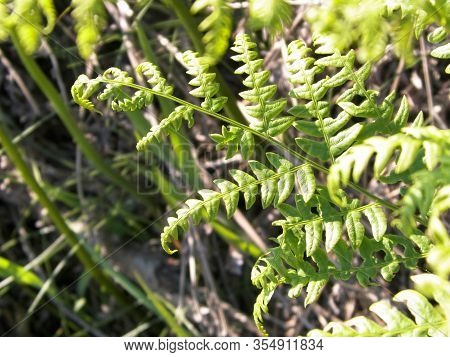 Close Up Of Green Leaves Of Green Fern (polypodiopsida Cronquist) . Nature Background, Floral Concep