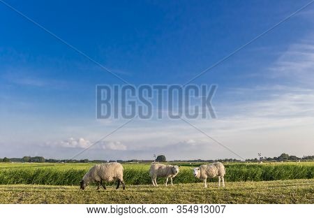 White Sheep On A Dike Near Garnwerd, Netherlands