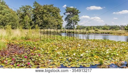 Panorama Of Pink Waterlilies In The Moors Of Dwingelderveld National Park, Netherlands