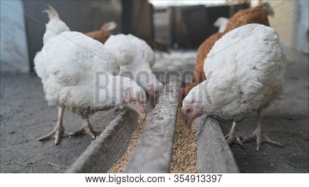 Domestic Chicken Hens And Ducks Eat Sharing Food From A Feeding Trough At Farm Poultry Yard. Chicken