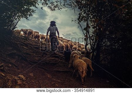 Flock Of Sheep On Beautiful Mountain Meadow.