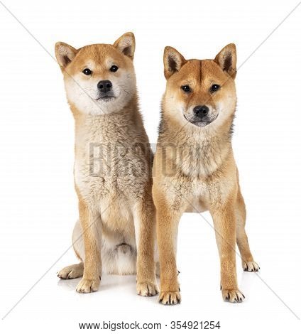 Shiba Inus In Front Of White Background