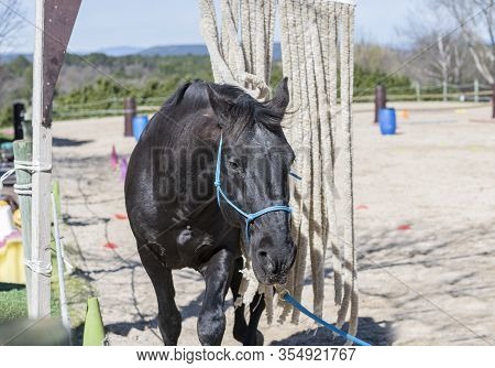 Riding Girl Are Training Her Black Horse