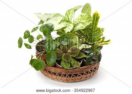 Syngonium , Croton , Pilea Peperomioides And Other Indoor Flowers Arranged In Basket Isolated On Whi