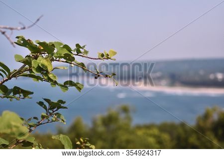 Closeup View Of A Plant With A Blurred Background Of Ocean In Goa