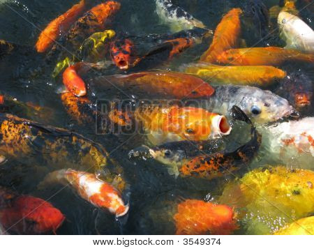 광란의 먹이에서 일본 Koi