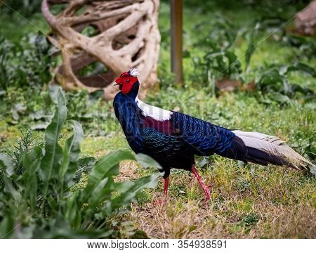 A Swinhoe Pheasant Walks Along The Ground And Shows Off Its Feathers