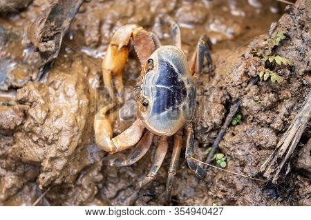 Land Crab On Mud, Close Up In The Wild In The Wayanad Forest Area Of India.