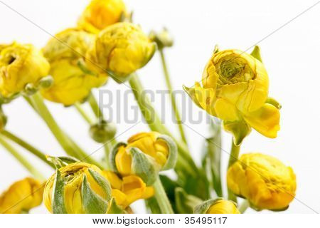 Ranunculus giallo