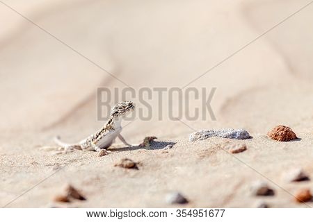 Sand Lizard In The Desert In Uae