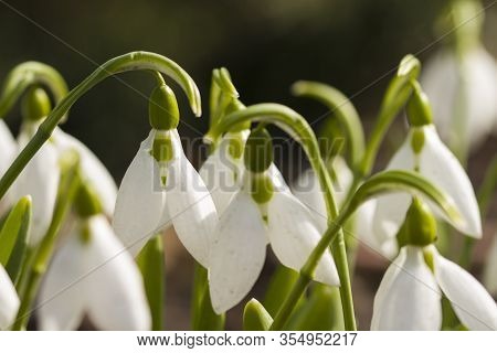 Snowdrop Flowers (galanthus Nivalis) Close Up. Blooming White Flowers In Early Spring In The Forest