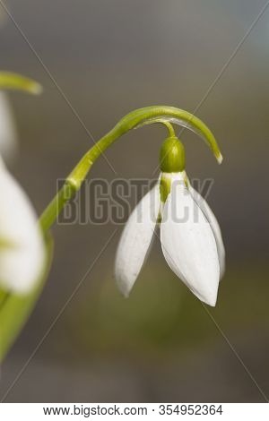 Wild Snowdrop Close Up At Eye Level.