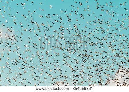 Starlings Fly To The North During Migration