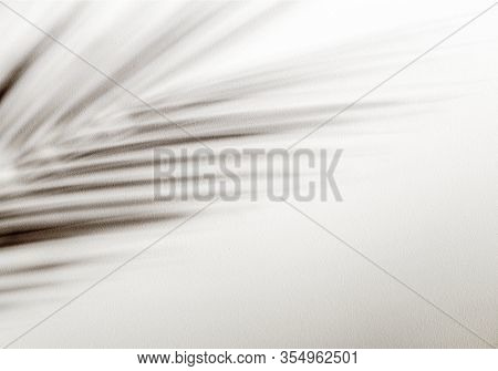 Shadow Of Tropical Leaves Background. Shadows From Palm Leaves On A White Wall Background