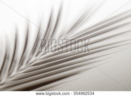 Shadow Of Tropical Leaves Background. Shadows From Palm Leaves On A White Wall Background