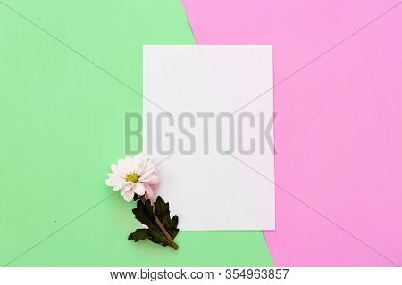 White Chrysanthemum With Copy Space On A Green And Pink Background