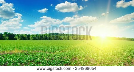 Green Field, Sunrise And Blue Sky. Agricultural Landscape. Wide Photo.