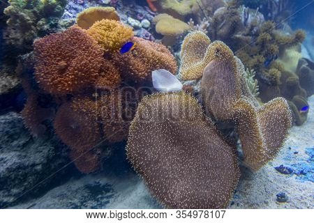 Colorful Coral Reef Scenery With Lots Of Different Corals, Sea Anemones And Fishes