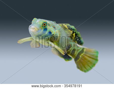 Underwater Scenery Showing A Picturesque Dragonet Fish In Gradient Back