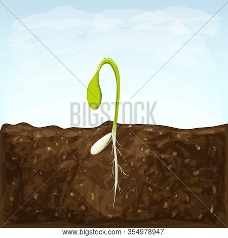 Sprouting Seed Of Vegetable. Sprout In Soil With Seed And Underground Roots System. Young Green Shoo