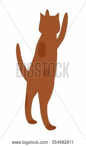 Cat Jumping And Begging Food From Owner. Spotted Ruddy Or Brown Pet Isolated On White Background. Fu