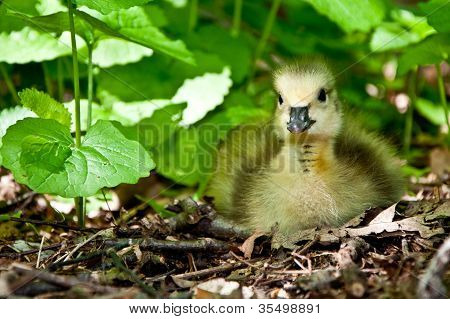 Bambino oca