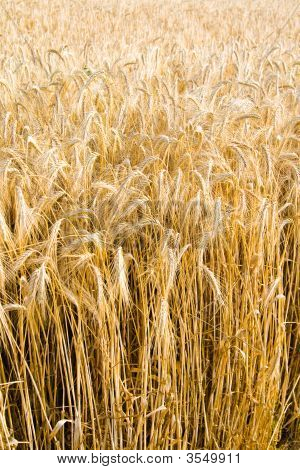 Grano