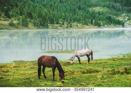 Two Horses Graze In Meadow Near River In Mountain Valley. White And Brown Horses On Grassland Near M