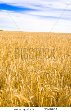 Grano